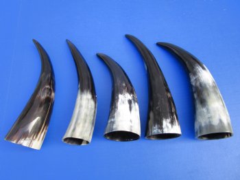 Five Polished Cow Horns 9-1/4 to 11-1/4 Inches for $29.99/lot