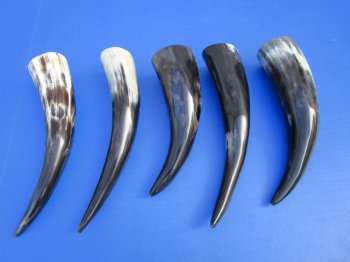 Five Polished Cow Horns 9-1/4 to 11-1/4 Inches for $29.99/lot