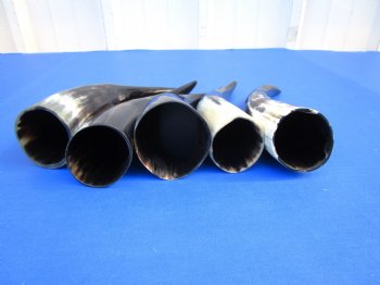 Five Polished Cow Horns 9-1/4 to 11-1/4 Inches for $29.99/lot