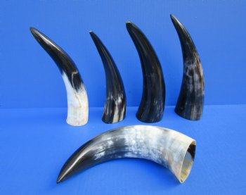 Five Polished Cow Horns 9-1/2 to 11-1/2 Inches for $29.99/lot
