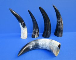 Five Polished Cow H...