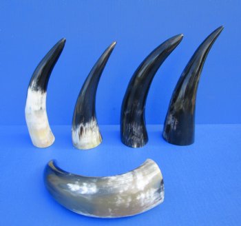 Five Polished Cow Horns 9-1/2 to 11-1/2 Inches for $29.99/lot