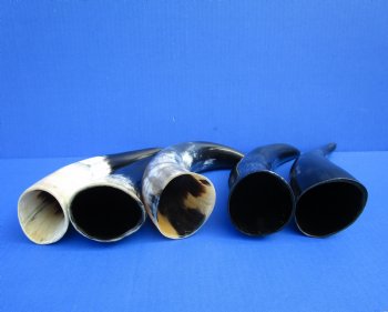 Five Polished Cow Horns 9-1/2 to 11-1/2 Inches for $29.99/lot