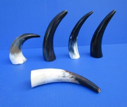 Five Polished Cow H...