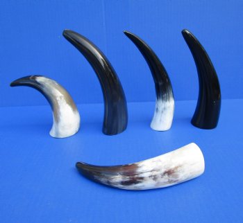 Five Polished Cow Horns 6-7/8 to 7-7/8 Inches for $21.50/lot