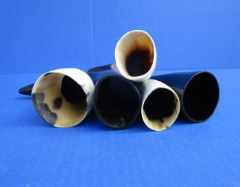 Five Polished Cow Horns 6-7/8 to 7-7/8 Inches for $21.50/lot