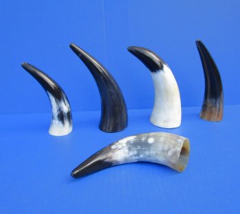 Five Polished Cow Horns 5-3//4 to 7-1/2 Inches for $21.50/lot