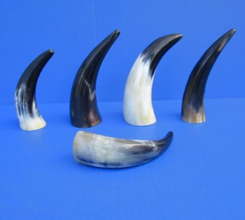 Five Polished Cow Horns 5-3//4 to 7-1/2 Inches for $21.50/lot