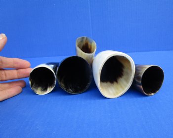 Five Polished Cow Horns 5-3//4 to 7-1/2 Inches for $21.50/lot