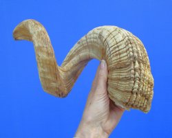 29-1/2 inches Large African Ram Horn, Sheep Horn - Buy this one for $35.99