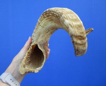29-1/2 inches Large African Ram Horn, Sheep Horn - Buy this one for $35.99