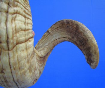 29-1/2 inches Large African Ram Horn, Sheep Horn - Buy this one for $35.99