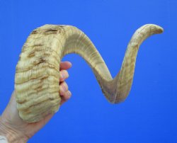 29-1/4 inches Large African Ram Horn, Sheep Horn - Buy this one for $35.99