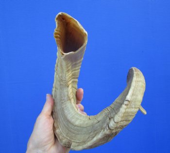 29-1/4 inches Large African Ram Horn, Sheep Horn - Buy this one for $35.99