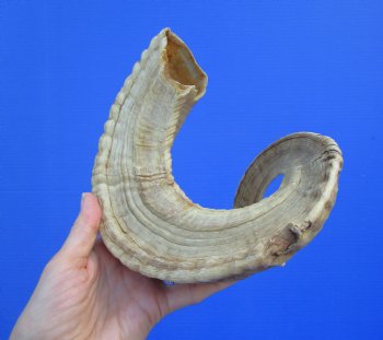 29-1/4 inches Large African Ram Horn, Sheep Horn - Buy this one for $35.99