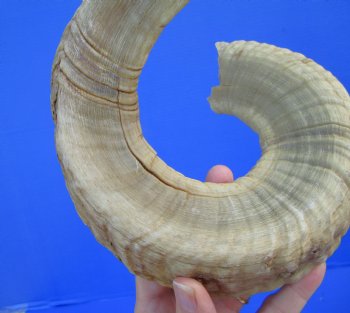 29-1/4 inches Large African Ram Horn, Sheep Horn - Buy this one for $35.99