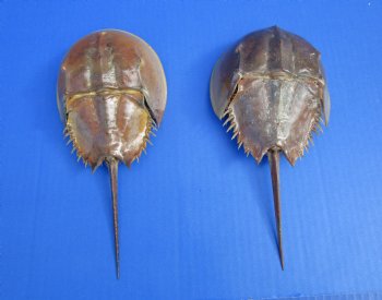 Two Dried Molted Atlantic Horseshoe Crab, 8-7/8" and 9" for sale $24.99/lot
