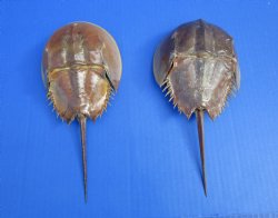 Two Dried Molted Atlantic Horseshoe Crab, 8-7/8" and 9" for sale $24.99/lot