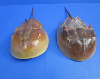 Two Dried Molted Atlantic Horseshoe Crab, 8-7/8" and 9" for sale $24.99/lot