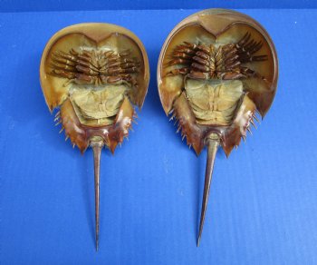 Two Dried Molted Atlantic Horseshoe Crab, 8-7/8" and 9" for sale $24.99/lot