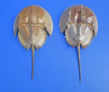 Two Dried Molted Atlantic Horseshoe Crab, 7-3/4" and 8-1/8" for sale $24.99/lot