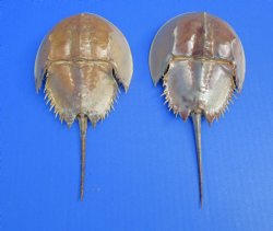 Two Dried Molted Atlantic Horseshoe Crab, 7-3/4" and 8-1/8" for sale $24.99/lot