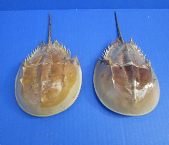 Two Dried Molted Atlantic Horseshoe Crab, 7-3/4" and 8-1/8" for sale $24.99/lot
