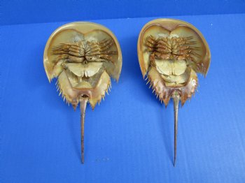 Two Dried Molted Atlantic Horseshoe Crab, 7-3/4" and 8-1/8" for sale $24.99/lot