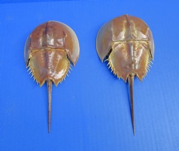 Two Dried Molted Atlantic Horseshoe Crab, 7-1/8" and 8" for sale $24.99/lot