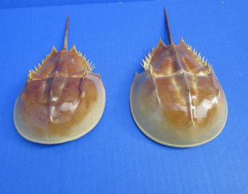Two Dried Molted Atlantic Horseshoe Crab, 7-1/8" and 8" for sale $24.99/lot