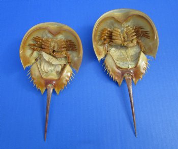 Two Dried Molted Atlantic Horseshoe Crab, 7-1/8" and 8" for sale $24.99/lot