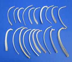 Wild Hog Rib Bones for crafts, 20 piece lot for $19.99/lot