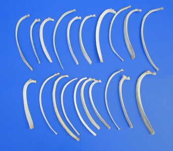 Wild Hog Rib Bones for crafts, 20 piece lot for $19.99/lot