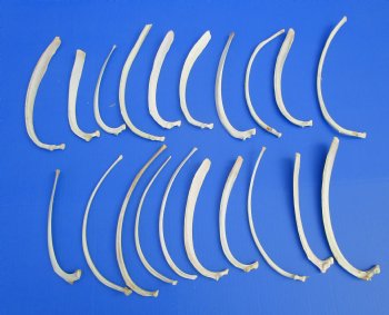 Wild Hog Rib Bones for crafts, 20 piece lot for $19.99/lot