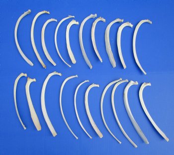 20 piece lot of Wild Boar Rib Bones for sale $19.99/lot