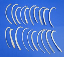 20 piece lot of Wild Boar Rib Bones for sale $19.99/lot