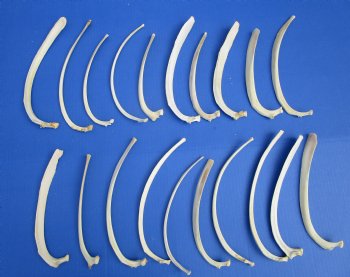20 piece lot of Wild Boar Rib Bones for sale $19.99/lot