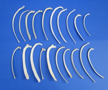 20 piece lot of Wild Boar Rib Bones for sale $19.99/lot