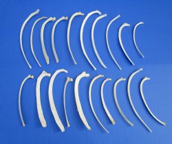 20 piece lot of Wild Boar Rib Bones for sale $19.99/lot