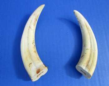 Two Warthog tusk, 5-1/8 and 5-3/4 inches, 4.0 ounces, <font color=red>98% Solid </font> - Buy these 2 for $12.50 each