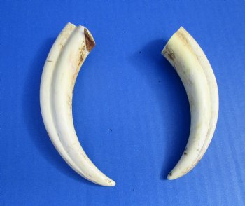 Two Warthog tusk, 5-1/8 and 5-3/4 inches, 4.0 ounces, <font color=red>98% Solid </font> - Buy these 2 for $12.50 each