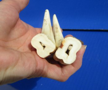Two Warthog tusk, 5-1/8 and 5-3/4 inches, 4.0 ounces, <font color=red>98% Solid </font> - Buy these 2 for $12.50 each