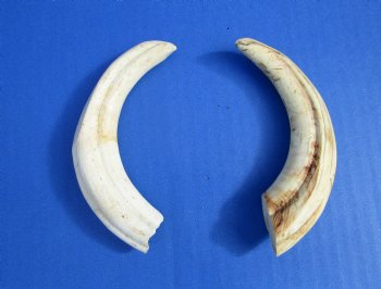 Two Warthog tusk, 4-1/2 and 5-3/4 inches, 3.5 ounces, <font color=red> One 100% Solid </font> - Buy these 2 for $12 each