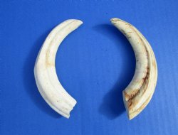 Two Warthog tusk, 4...