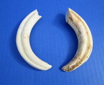 Two Warthog tusk, 4-1/2 and 5-3/4 inches, 3.5 ounces, <font color=red> One 100% Solid </font> - Buy these 2 for $12 each