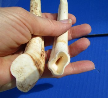 Two Warthog tusk, 4-1/2 and 5-3/4 inches, 3.5 ounces, <font color=red> One 100% Solid </font> - Buy these 2 for $12 each