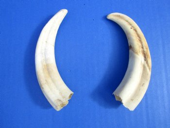 Two Warthog tusk, 5-1/4 and 5-3/8 inches, 2.5 ounces - Buy these 2 for $8.50 each