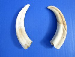 Two Warthog tusk, 5...