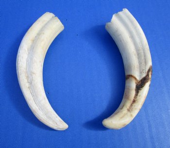 Two Warthog tusk, 5-1/4 and 5-3/8 inches, 2.5 ounces - Buy these 2 for $8.50 each