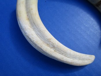 Two Warthog tusk, 5-1/4 and 5-3/8 inches, 2.5 ounces - Buy these 2 for $8.50 each